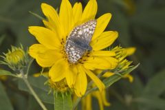 Common Checkered-skipper, Pyrgus communis