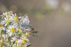 Common Checkered-skipper, Pyrgus communis