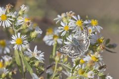 Common Checkered-skipper, Pyrgus communis