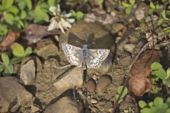 Common Checkered-skipper, Pyrgus communis