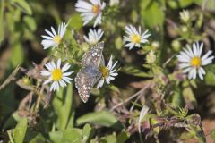 Common Checkered-skipper, Pyrgus communis