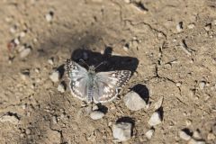 Common Checkered-skipper, Pyrgus communis