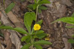 Common Cinquefoil, Potentilla simplex