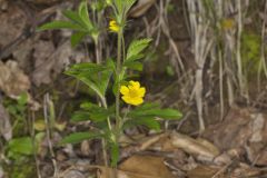 Common Cinquefoil, Potentilla simplex