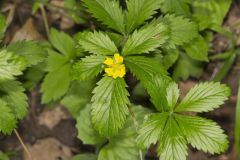 Common Cinquefoil, Potentilla simplex