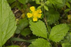 Common Cinquefoil, Potentilla simplex