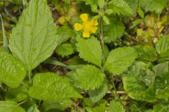 Common Cinquefoil, Potentilla simplex