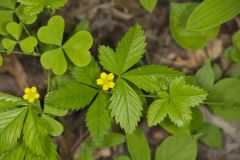 Common Cinquefoil, Potentilla simplex