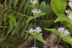 Common Dittany, Cunila origanoides