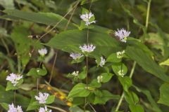 Common Dittany, Cunila origanoides