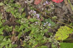 Common Dittany, Cunila origanoides