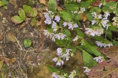 Common Dittany, Cunila origanoides