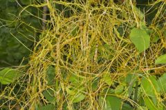 Common Dodder, Cuscuta gronovii