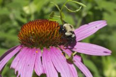 Common Eastern Bumble Bee, Bombus impatiens