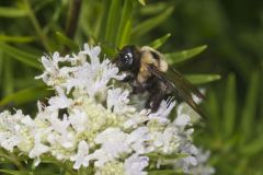 Common Eastern Bumble Bee, Bombus impatiens