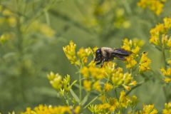 Common Eastern Bumble Bee, Bombus impatiens