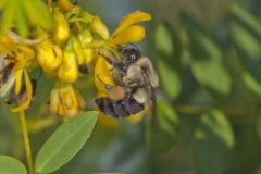 Common Eastern Bumble Bee, Bombus impatiens