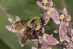 Common Eastern Bumble Bee, Bombus impatienson