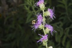 Common Eastern Bumble Bee, Bombus impatiens