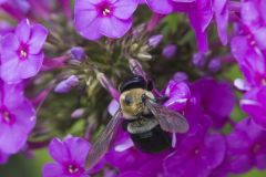 Common Eastern Bumble Bee, Bombus impatiens