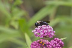 Common Eastern Bumble Bee, Bombus impatiens