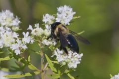 Common Eastern Bumble Bee, Bombus impatiens