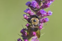 Common Eastern Bumble Bee, Bombus impatiens