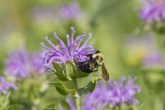 Common Eastern Bumble Bee, Bombus impatiens