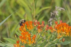 Common Eastern Bumble Bee, Bombus impatiens