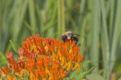 Common Eastern Bumble Bee, Bombus impatiens