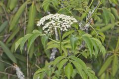 Common Elderberry, Sambucus canadensis