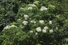 Common Elderberry, Sambucus canadensis