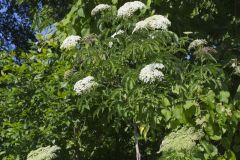 Common Elderberry, Sambucus canadensis