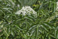 Common Elderberry, Sambucus canadensis