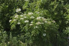 Common Elderberry, Sambucus canadensis