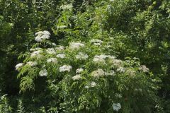 Common Elderberry, Sambucus canadensis