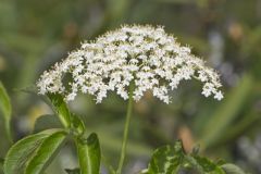 Common Elderberry, Sambucus canadensis