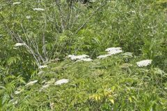 Common Elderberry, Sambucus canadensis