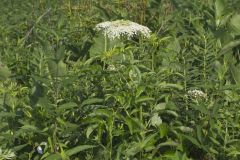 Common Elderberry, Sambucus canadensis