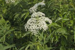 Common Elderberry, Sambucus canadensis