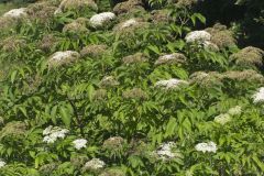 Common Elderberry, Sambucus canadensis