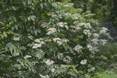 Common Elderberry, Sambucus canadensis