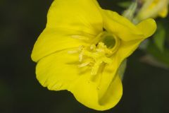 Common evening-primrose, Oenothera biennis