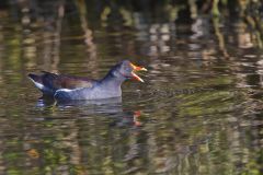 Common Gallinule, Gallinula galeata