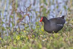 Common Gallinule, Gallinula galeata