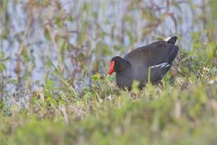 Common Gallinule, Gallinula galeata