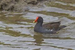 Common Gallinule, Gallinula galeata