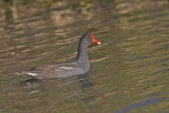 Common Gallinule, Gallinula galeata