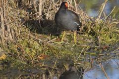 Common Gallinule, Gallinula galeata