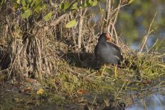 Common Gallinule, Gallinula galeata